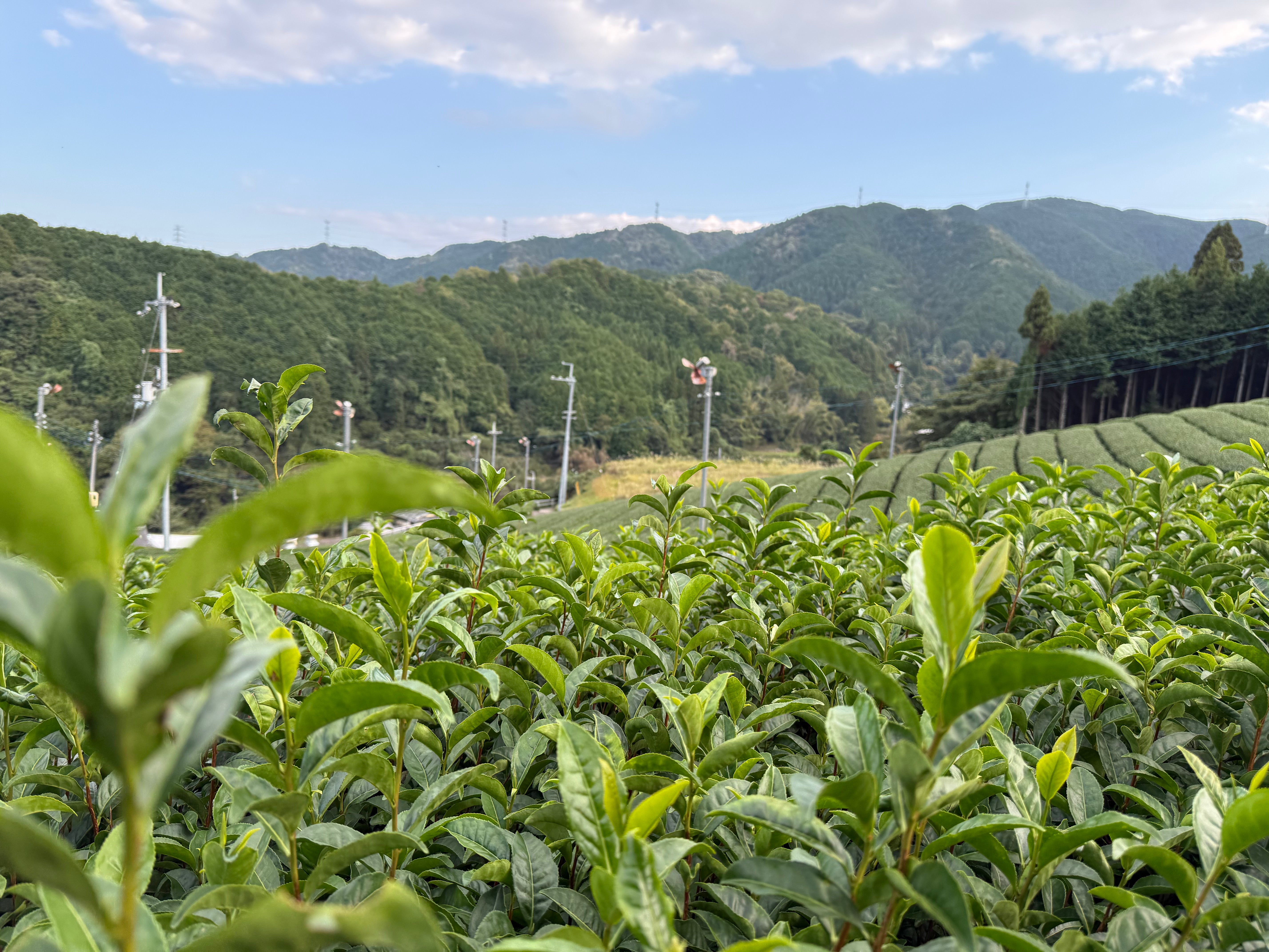 Ouatcha Matcha tea plantation with mountains in the background.