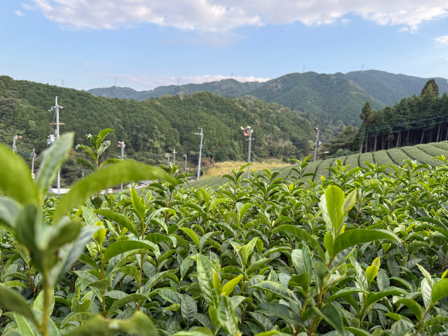 Ouatcha Matcha tea plantation with mountains in the background.