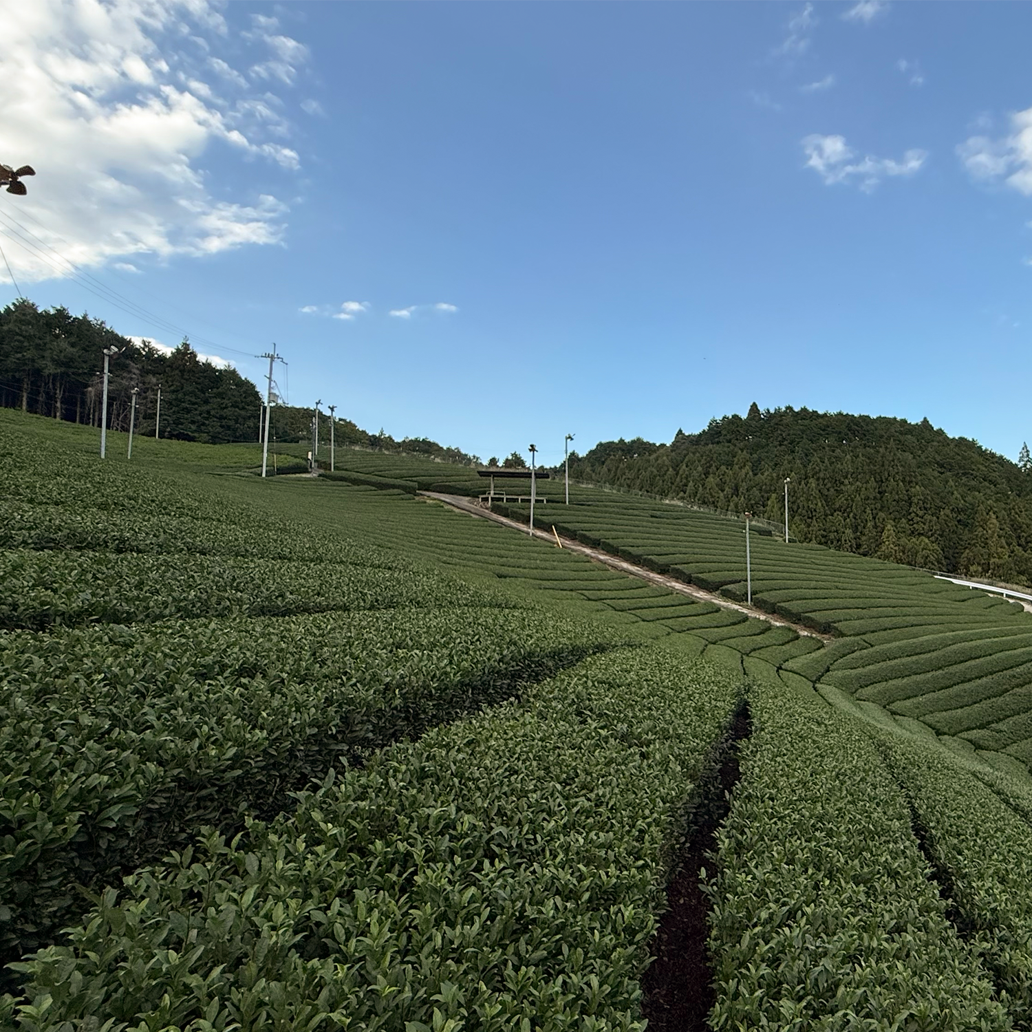 Ouatcha Matcha tea plantation with rows of green tea bushes under a clear blue sky.