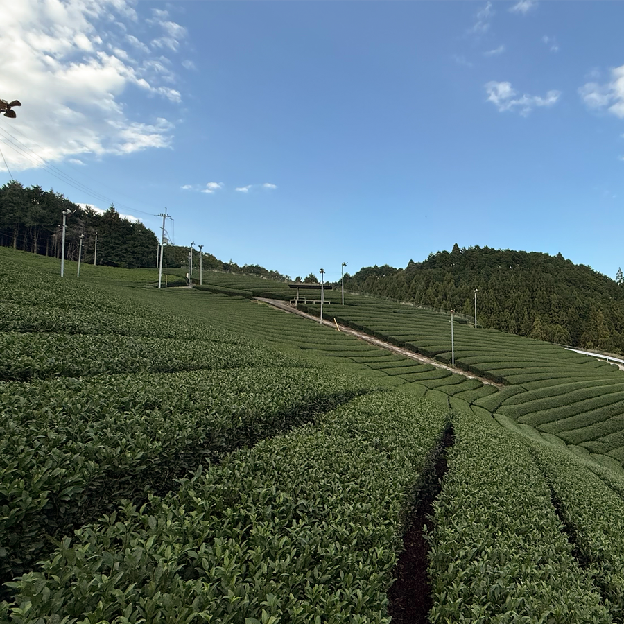Ouatcha Matcha tea plantation with rows of green tea bushes under a clear blue sky.